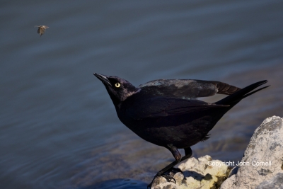 Brewers-Blackbird;Euphagus-cyanocephalus